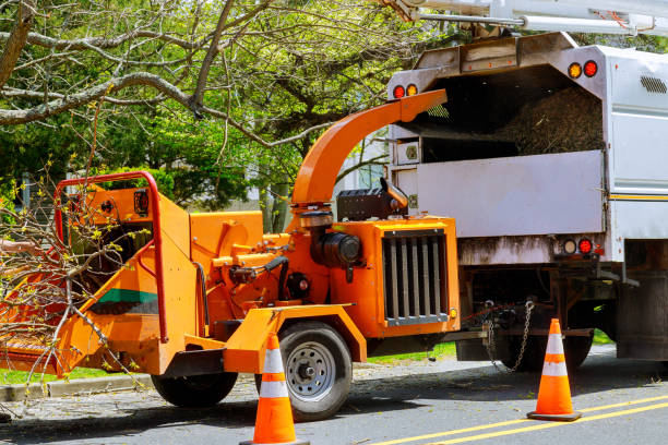 How Our Tree Care Process Works  in Stanhope, NJ